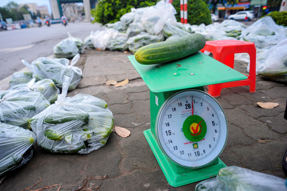 Sinh viên đội mưa giải cứu hàng tấn dưa chuột cho nông dân xứ Nghệ